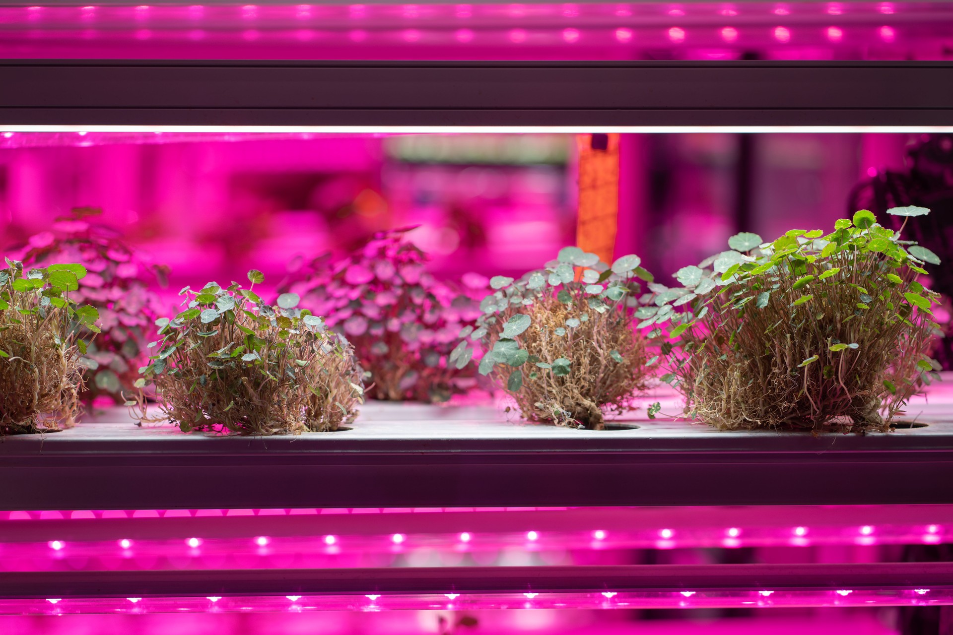 Full spectrum LED grow lights for Nasturtium. Hydroponics and modern methods of growing microgreens