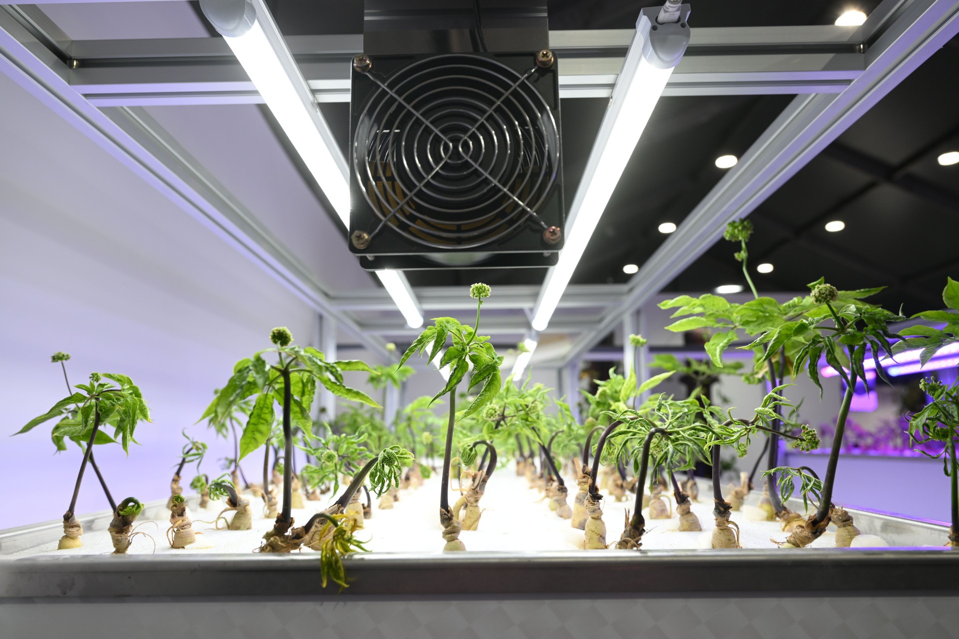 Growing ginseng in a smart farm