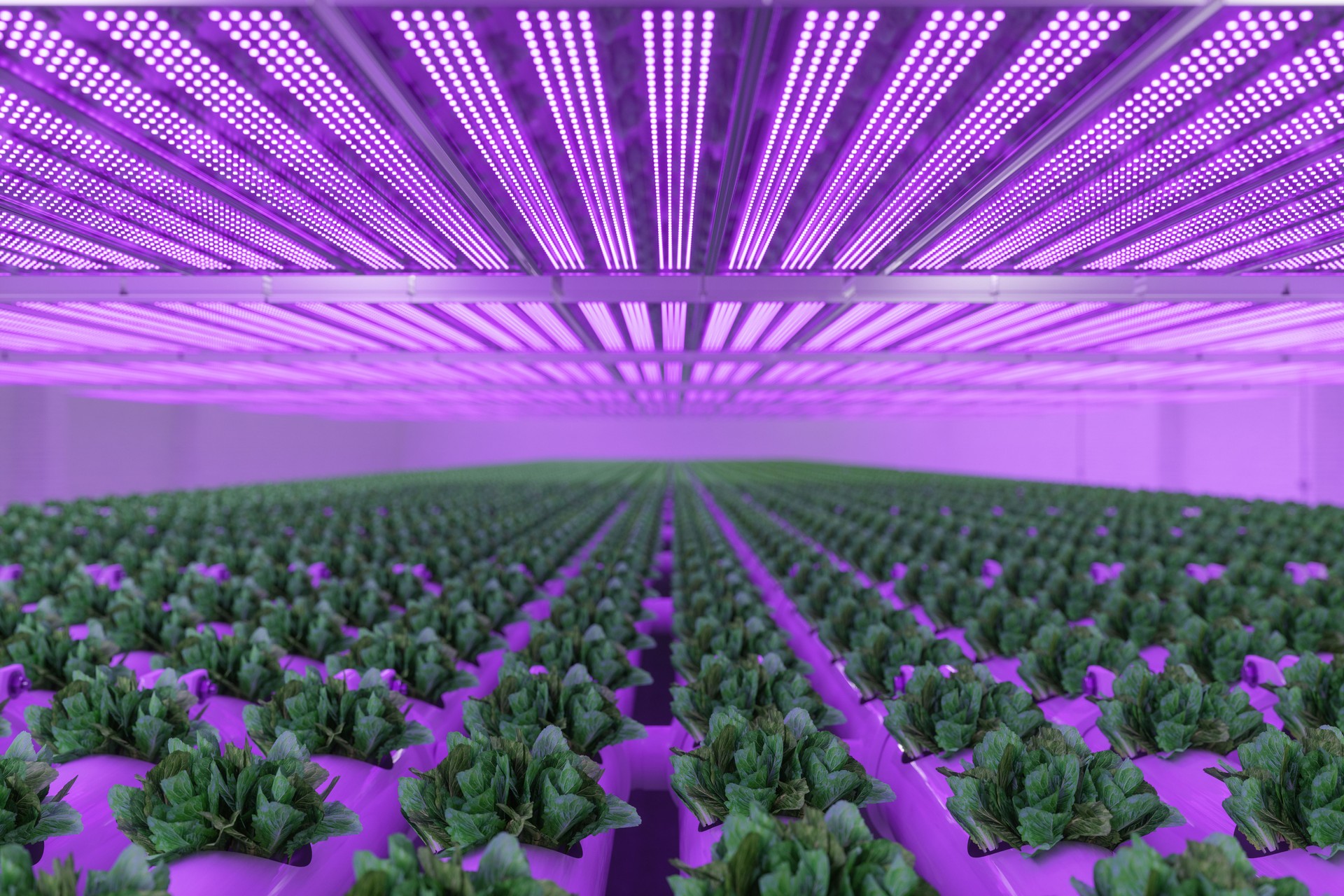 Close-up View Of Plant System With Cultivated Lettuces In Warehouse. Plants Growing With Led Lights