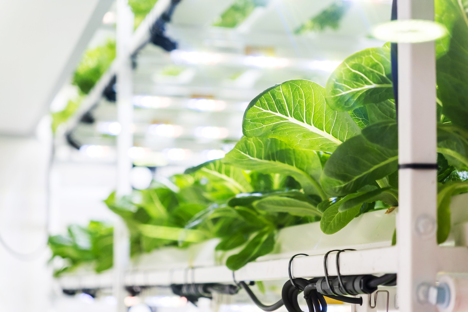 An Asian man researcher examines hydroponic lettuce under grow lights in a vertical farming setup, showcasing advanced agricultural techniques.