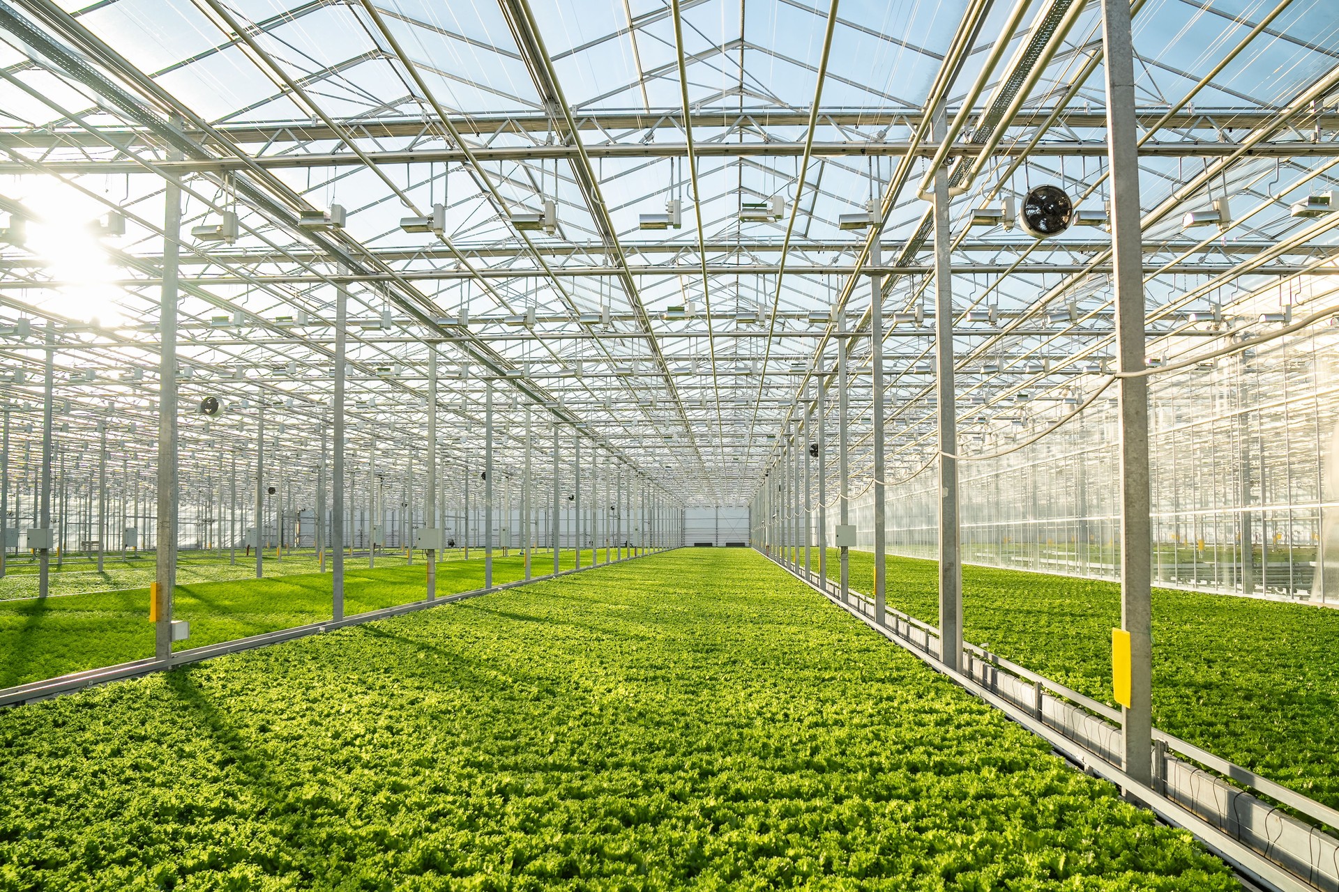 Growing Frillice lettuce in smart hothouse with automated irrigation system. Agriculture technology