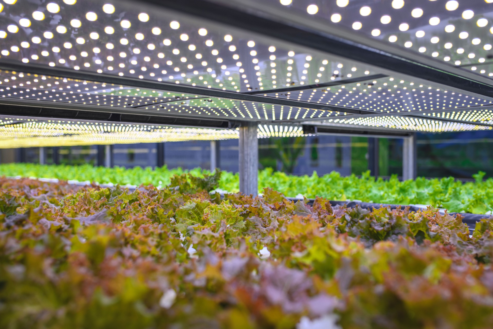 Vertical Farming Offers a Path Toward a Sustainable Future