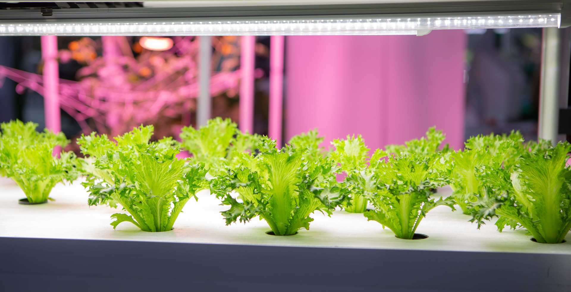 Organic vegetable in indoor aquaponic plant