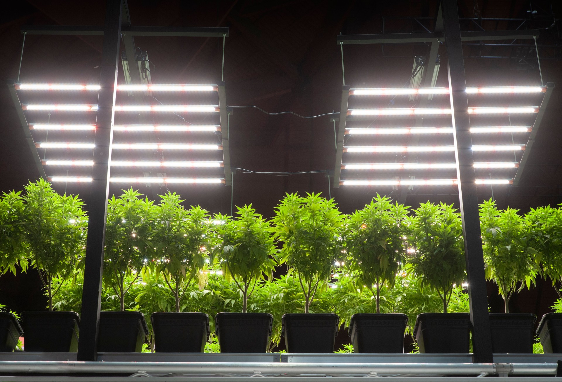 Cannabis potted plants indoor cultivation, is a special technique to grow plants by artificial lighting.