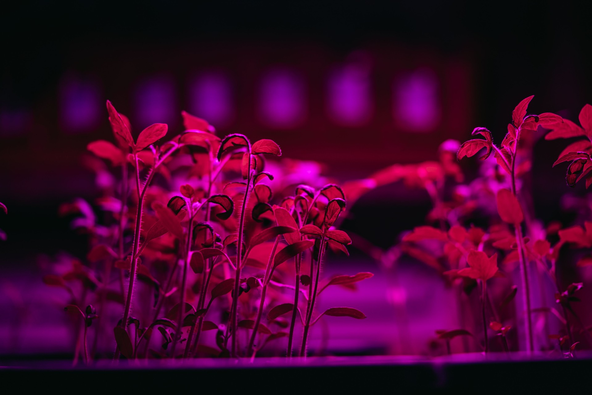 Young seedlings growing under pink-hued led lighting in vertical farming setup, demonstrating cutting-edge agricultural technology for efficient, sustainable crop cultivation